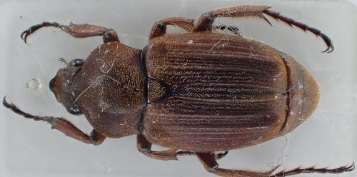 Myodermum sp.